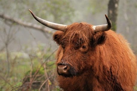 Schotse Hooglander - foto: Jan Depelseneer