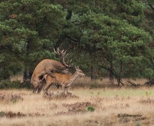 Bronstig hert - foto: Martin Ritmeester