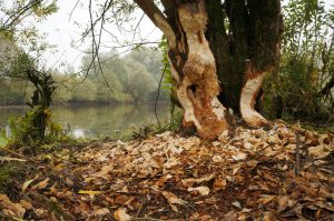 Knaagsporen van bever - foto: Twan Teunissen