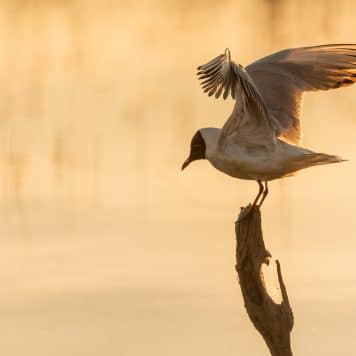 Kokmeeuw - foto: Sandy Spaenhoven