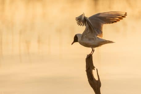 Kokmeeuw - foto: Sandy Spaenhoven