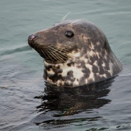 Grijze zeehond - foto: Jef Pauwels