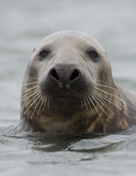 Grijze zeehond - foto: Martin Steenhaut