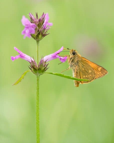 Foto: Sandy Spaenhoven