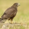 Buizerd - foto: Hugo Willocx
