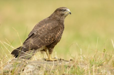 Buizerd - foto: Hugo Willocx