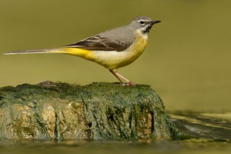 Grote gele kwikstaart - foto: Hugo Willocx