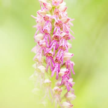 Hybride van poppenorchis en soldaatje - foto: Bob Luijks