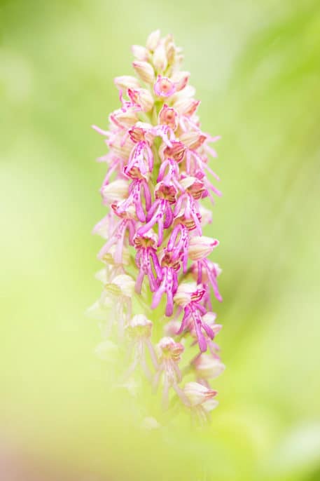 Hybride van poppenorchis en soldaatje - foto: Bob Luijks