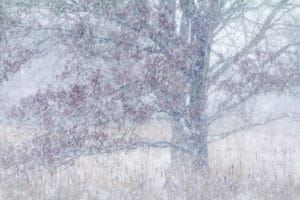 Winterse boom - foto: Johan van de Watering