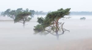 Vliegdennen in de mist - foto: Johan van de Watering
