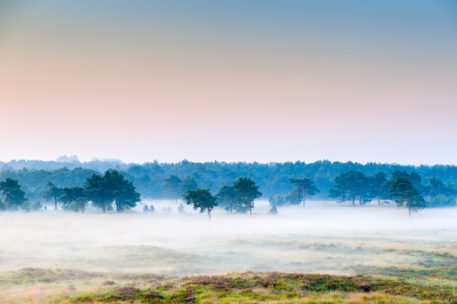 Kalmthoutse Heide - foto: Danny Laps