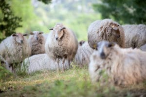 Mergellandschapen - foto: Ferry Siemensma