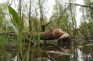 Bever was hier - foto: Twan Teunissen