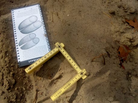 Sporen van hoefdieren determineren - foto: Jan Loos