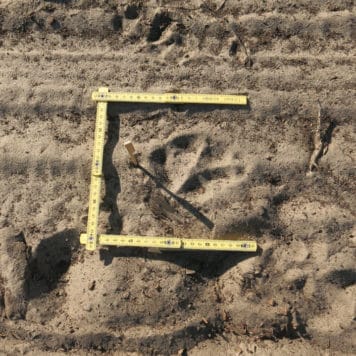 Wolvenspoor - foto: Luc Mesmans