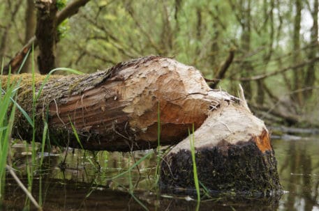 Beverboom - foto: Twan Teunissen