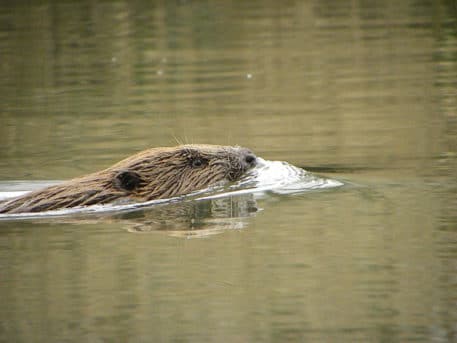 Bever - foto: Biesboschcentrum Dordrecht