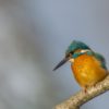 IJsvogel - foto: Martin Ritmeester