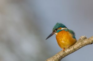 IJsvogel - foto: Martin Ritmeester