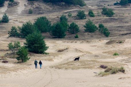 Kootwijkerzand - foto: Jan Depelseneer