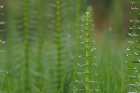 'Oervegetatie' - foto: Twan Teunissen