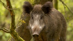 Wild zwijn - foto: Henri van Vliet