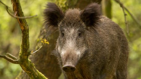 Wild zwijn - foto: Henri van Vliet