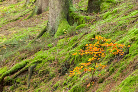 Bos in de Hoge Venen - foto: Marc De Schuyter