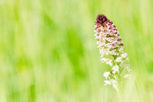 Aangebrande orchis - foto: Hans Debruyne