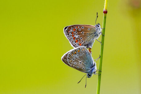 Parende blauwtjes - foto: Patrick Vanlerberghe