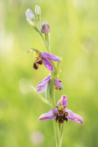 Bijenorchis - foto: Wim Dirckx