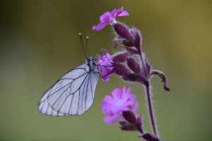 Groot geaderd witje - foto: Martine Lauwers