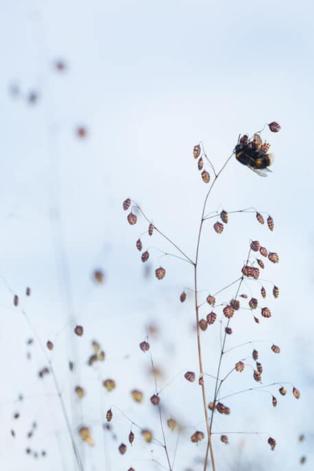 Hommel op bevertjes - foto: Bob Luijks