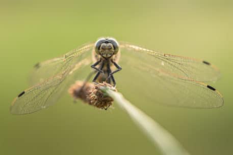 Foto: Sandy Spaenhoven