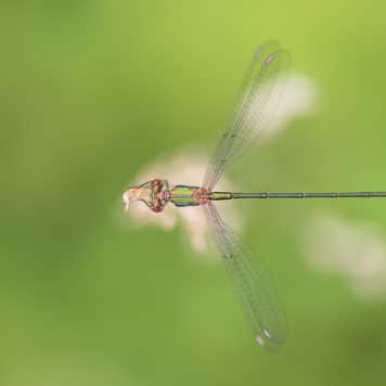 Foto: Sandy Spaenhoven