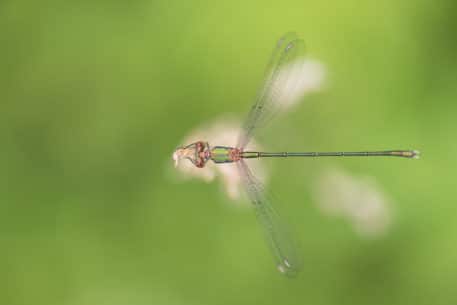 Foto: Sandy Spaenhoven