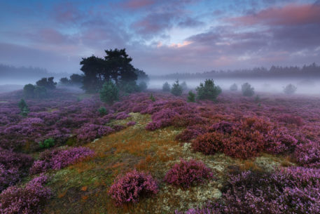 Heide - foto: Marijn Heuts