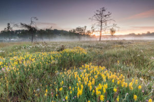 Vochtige heide - foto: Bob Luijks