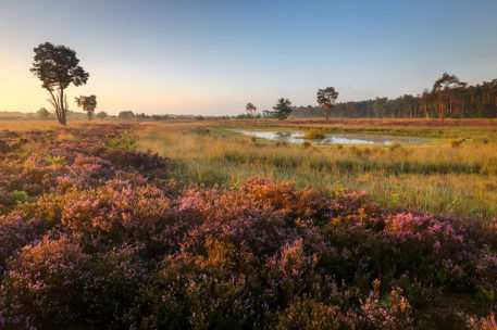 Heide - foto: Marijn Heuts