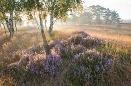 Heide - foto: Wim Dirckx