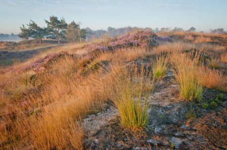 Heide - foto: Wim Dirckx