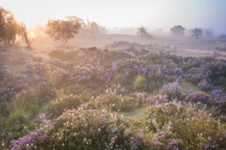 Heide - foto: Wim Dirckx