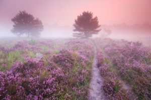 Mechelse Heide - foto: Sam Mannaerts