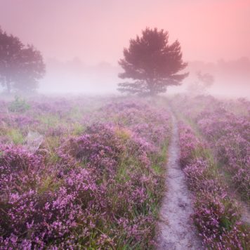 Mechelse Heide - foto: Sam Mannaerts