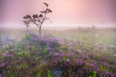 Mechelse Heide - foto: Sam Mannaerts