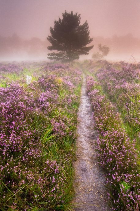 Mechelse Heide - foto: Sam Mannaerts