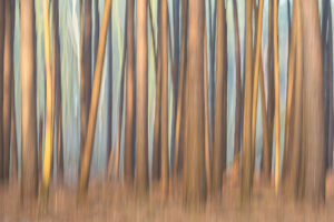 Abstract bos - foto: Sandy Spaenhoven