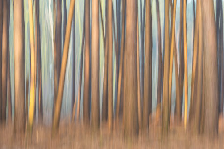 Abstract bos - foto: Sandy Spaenhoven