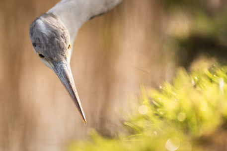 Blauwe reiger - foto: Sandy Spaenhoven